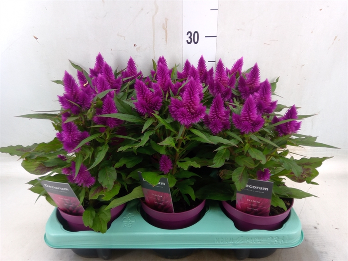 <h4>Celosia arg. SP 'Deep Purple'</h4>