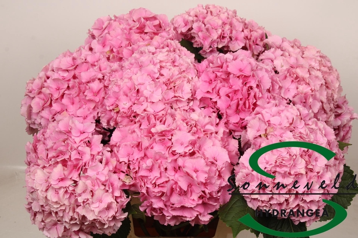 <h4>HYDR M ROYAL PARADE</h4>