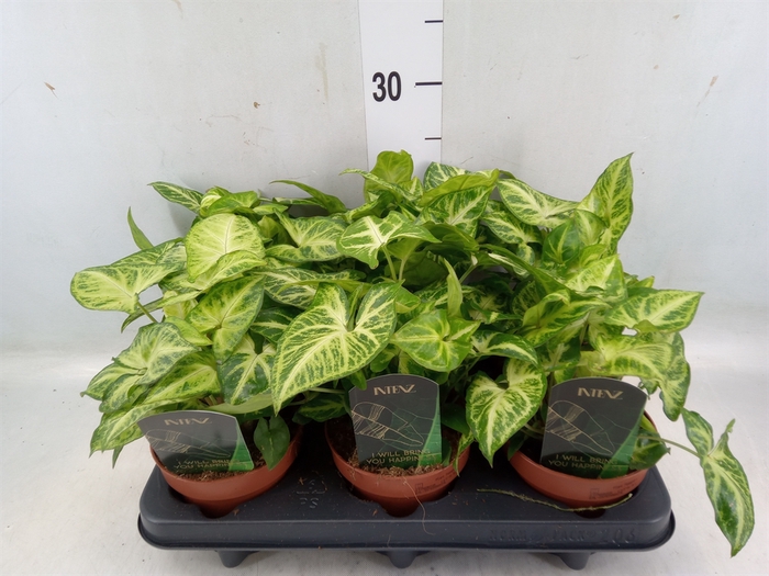 <h4>Syngonium  'Arrow'</h4>