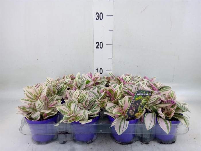 <h4>Tradescantia   ...</h4>