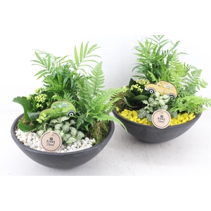 arr2 PL - Ebbischaal L - geel/wit