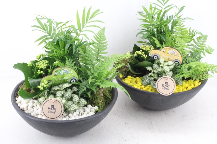 <h4>arr2 PL - Ebbischaal L - geel/wit</h4>