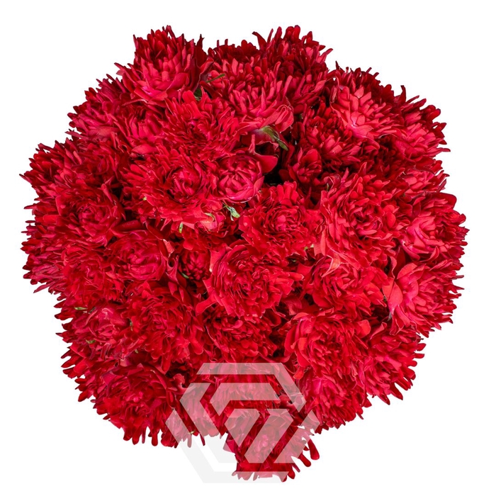 <h4>R TR #TREASURE</h4>