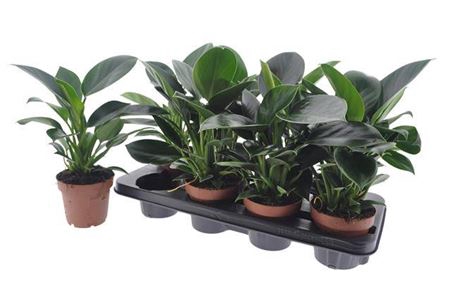 <h4>Philodendron 'Green Princess'</h4>