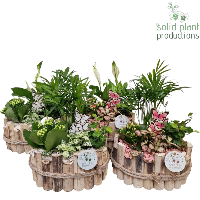 <h4>HSC003 Bologna Small White/Pink Mix</h4>