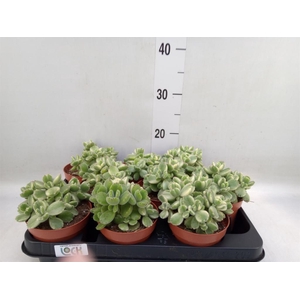 Cotyledon tome. ladys.