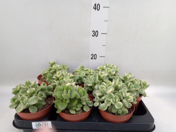 <h4>Cotyledon tome. ladys.</h4>