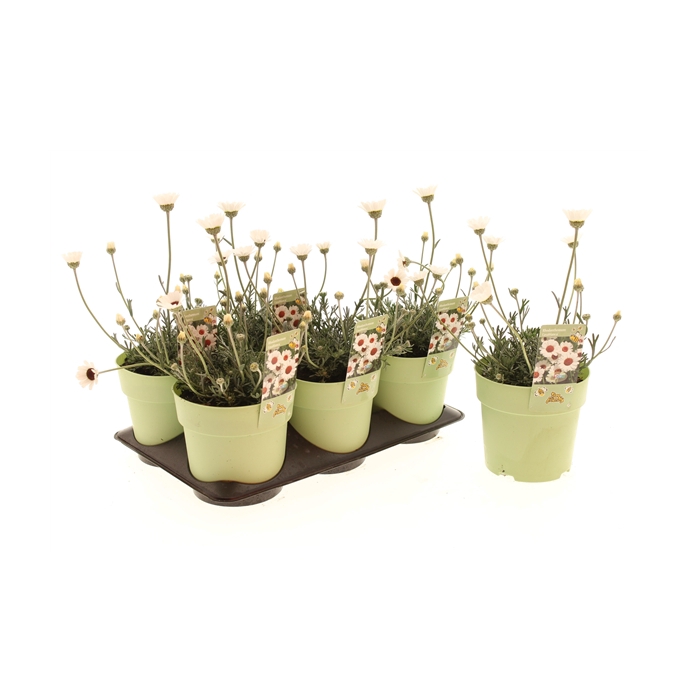 <h4>Rhodanthemum Casablanca</h4>
