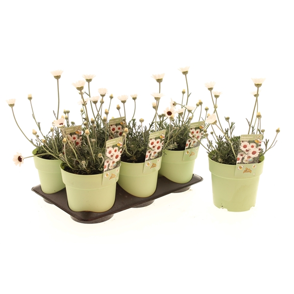 Rhodanthemum Casablanca