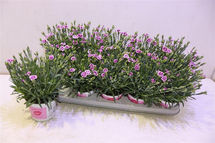 <h4>arr8 Dian Di Pink Kisses</h4>