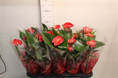 <h4>Anthu A Jambo Red 5+</h4>