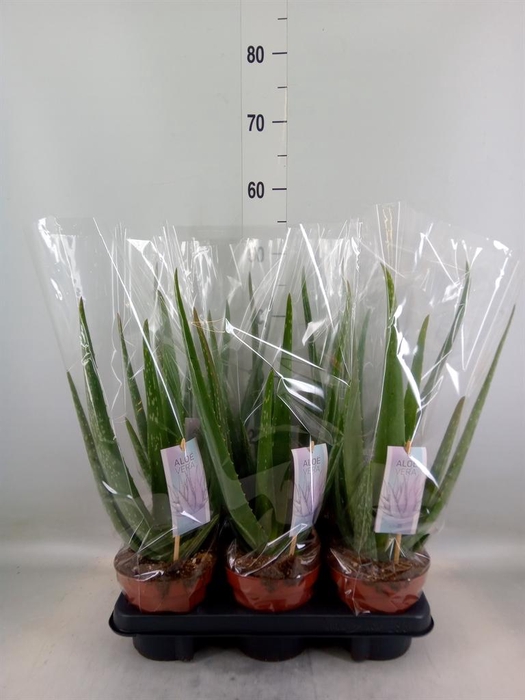 <h4>Aloe vera</h4>