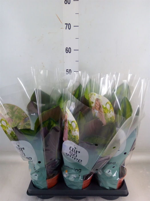 <h4>Calathea   ...</h4>