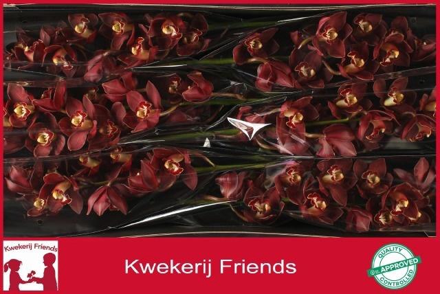 <h4>CYMB T PRIWINE</h4>