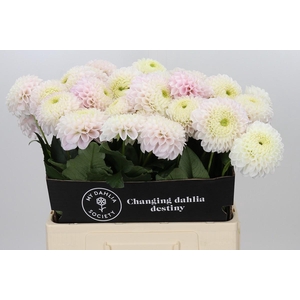 Dahlia Pink Pearl