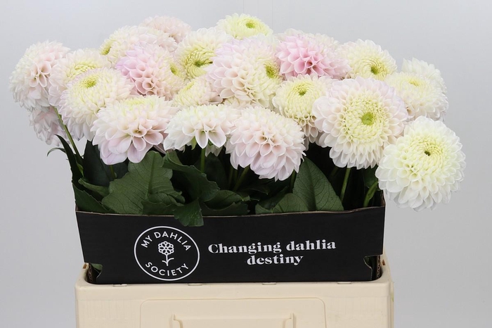 <h4>Dahlia Pink Pearl</h4>