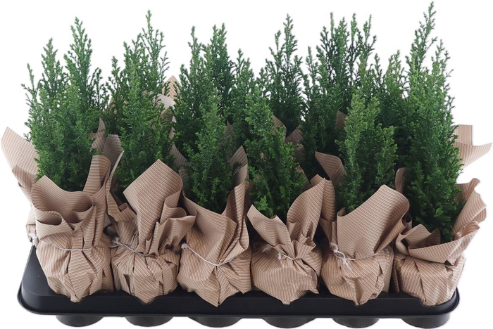 <h4>Cham Law Ellwoodii + Deco</h4>