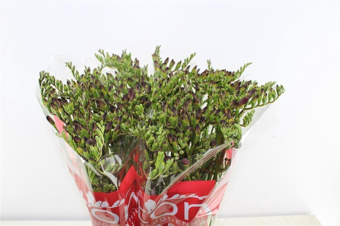 <h4>Fr En Red Baron</h4>