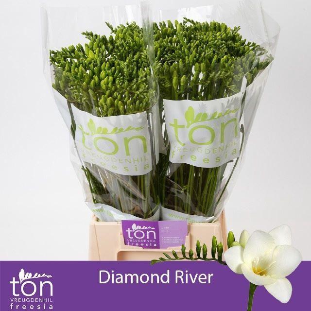 <h4>Freesia enk Diamond River</h4>