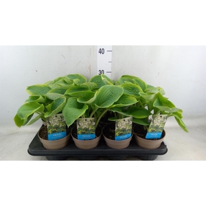 Hosta sieboldiana 'Frances William'
