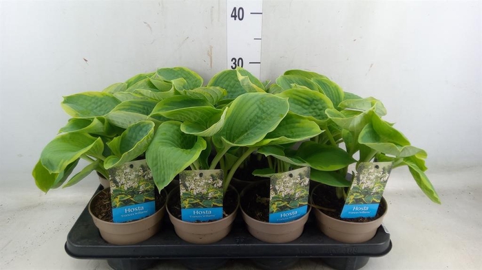 <h4>Hosta sieboldiana 'Frances William'</h4>