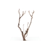 Syringa Branch Super Hindemith