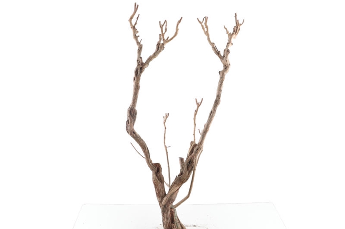 Syringa Branch Super Hindemith