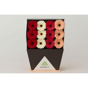 GE GR MIXED WINTERMIX