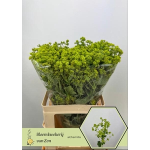 Alchemilla Robustica Frank Van Zon