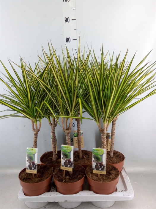 <h4>Dracaena marg. 'Sunray'</h4>