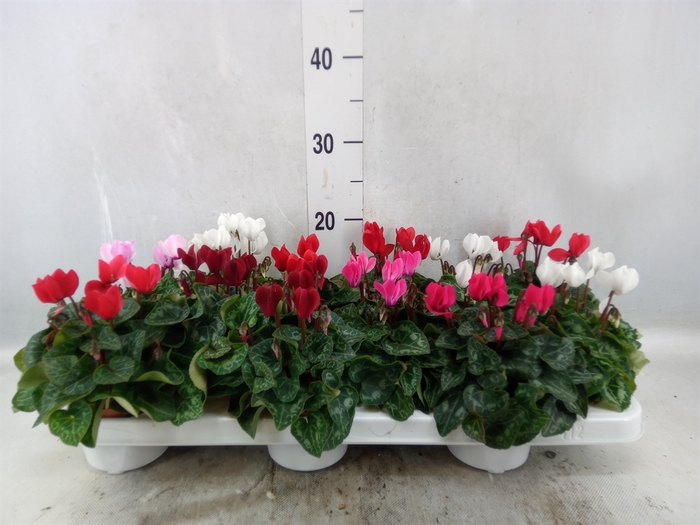 <h4>Cyclamen KL 'Verano'</h4>