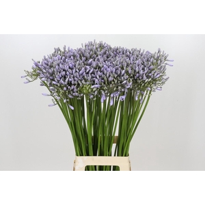 Agapanthus Silberpfeil