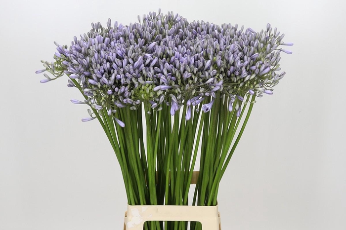 <h4>Agapanthus Silberpfeil</h4>