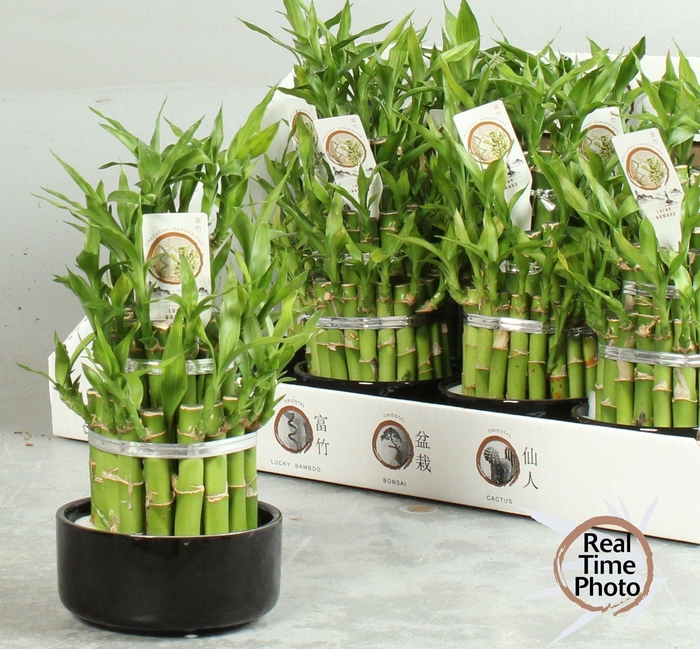 <h4>DRA LUCKY BAMBOO</h4>