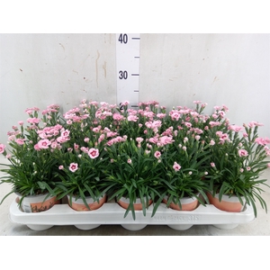Dianthus  'Diantica Peach Party'