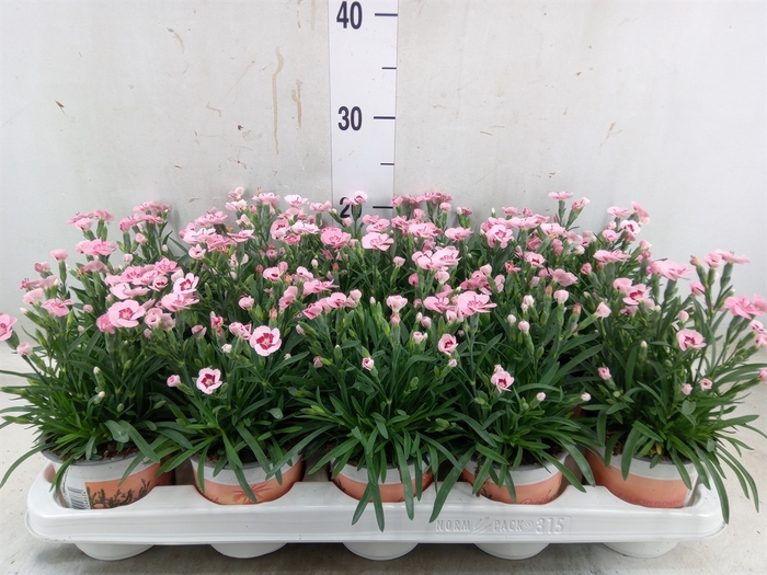 <h4>Dianthus  'Diantica Peach Party'</h4>