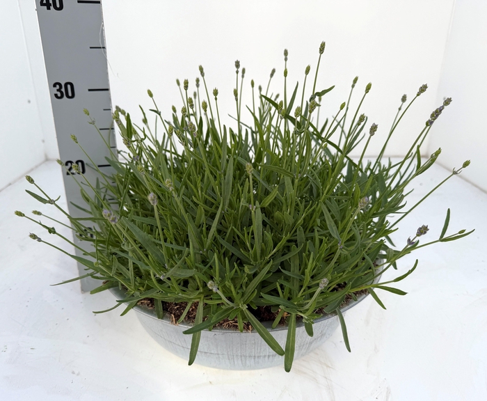 <h4>LAVAN AN ESSENCE PUR</h4>