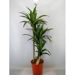 Dracaena fr de 'Ulises'