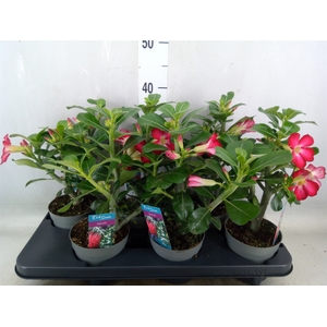 Adenium obesum