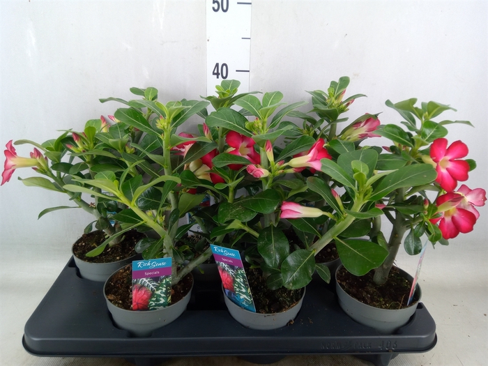 <h4>Adenium obesum</h4>