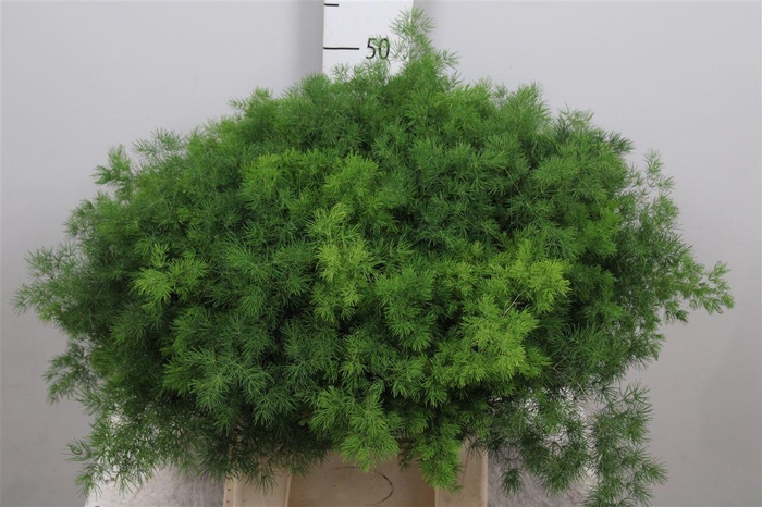 <h4>Asp Umbellatus</h4>