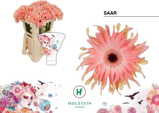 <h4>GE KV GERPASTA SAAR</h4>