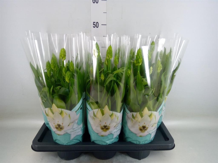 <h4>Ornithogalum thyrs.</h4>