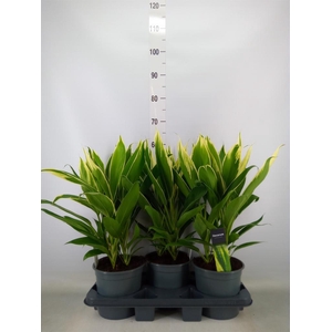 Cordyline fruti. 'Conga'