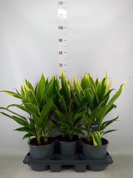 <h4>Cordyline fruti. 'Conga'</h4>