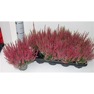 Callu Ga G Franca