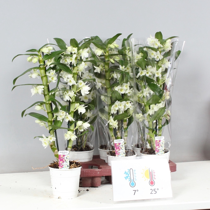 <h4>DENDR N SC APOLLON</h4>