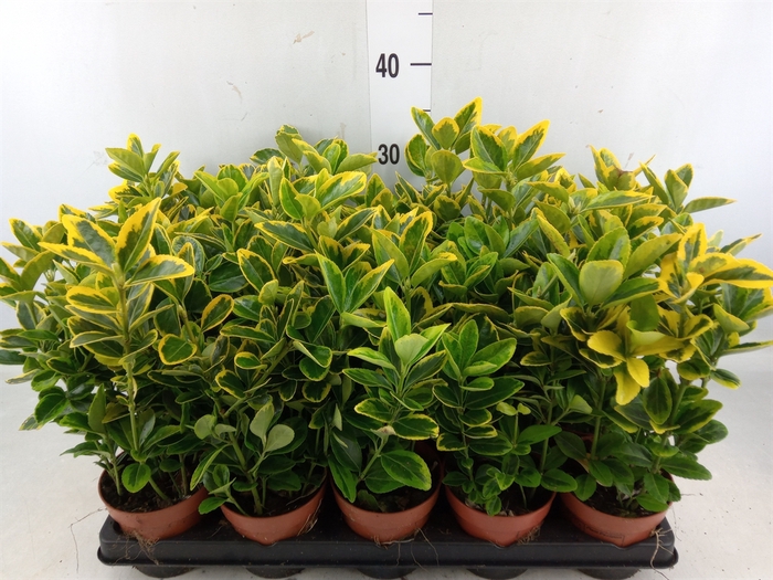 <h4>Euonymus japon. 'Aureus'</h4>