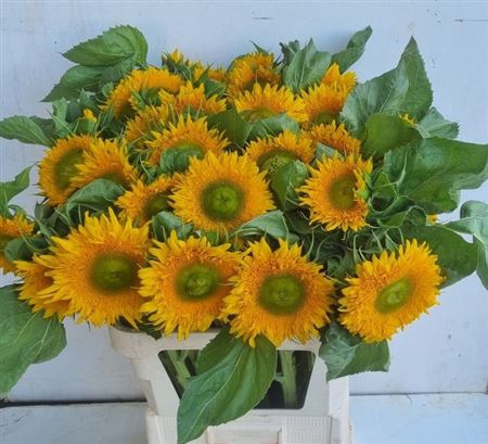 <h4>Helianthus Solano Double</h4>