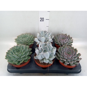 Echeveria   ...mix